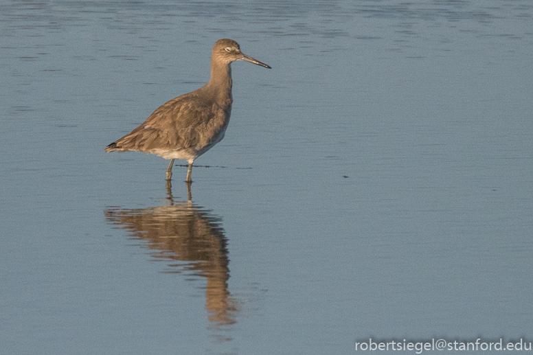 palo alto baylands